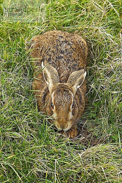 Feldhase (Lepus europaeus) erwachsen  in Form ruhend im Grasfeld  Suffolk  England  Januar