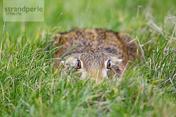 Feldhase (Lepus europaeus) erwachsen  in Form ruhend im Grasfeld  Suffolk  England  Januar