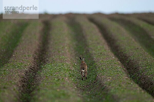 Feldhase (Lepus europaeus) erwachsen  in Feldfurche laufend  Norfolk  England  Spätwinter