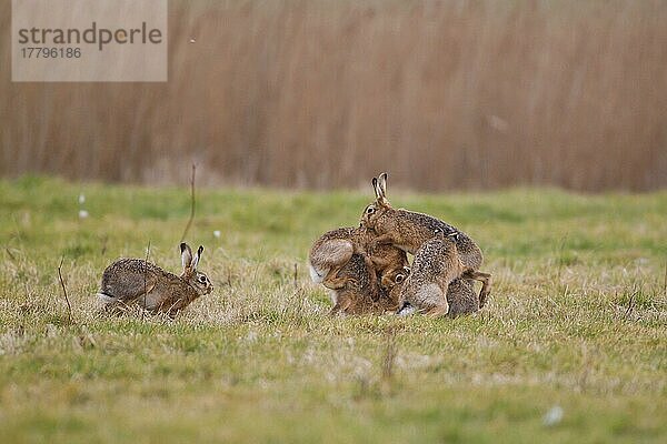 Feldhase (Lepus europaeus) sechs Erwachsene  fünf Männchen versuchen  sich mit einem Weibchen zu paaren  Suffolk  England  Februar