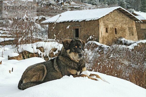 Haushund  Tibetischer Tempelmastiff  erwachsen  im Schnee liegend  Chabulang-Tempel  Landkreis Muli  Sichuan  China  Dezember  Asien