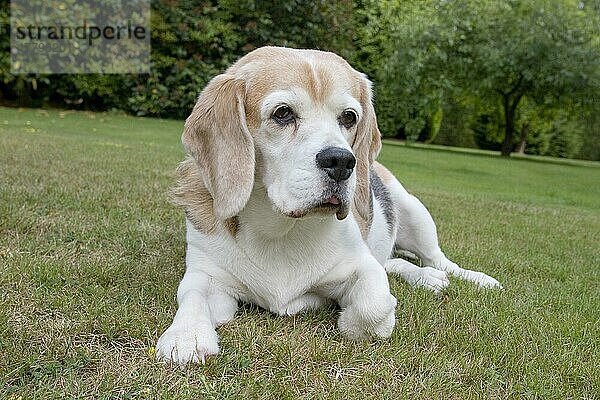 Beagle  alter Hund