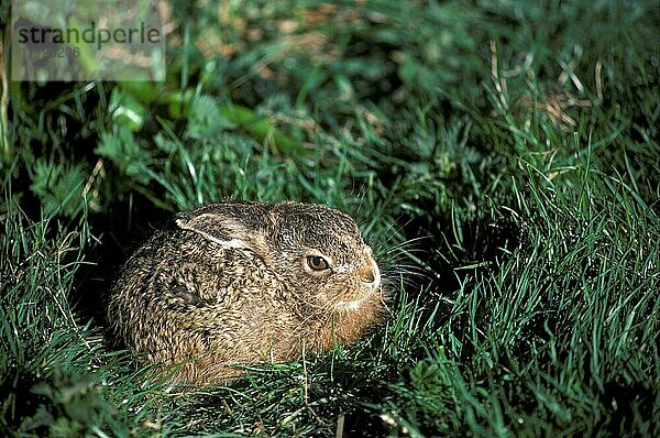 Feldhase  Feldhasen (Lepus europaeus)  Hasen  Nagetiere  Säugetiere  Tiere  European Hare Young hare sitting in form (S)  in Sasse