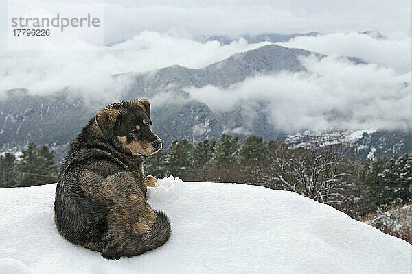 Haushund  Tibetischer Tempelmastiff  erwachsen  im Schnee liegend  Chabulang-Tempel  Landkreis Muli  Sichuan  China  Dezember  Asien