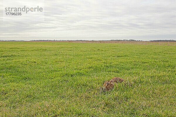 Europäischer Feldhase (Lepus europaeus) adult  in Form ruhend im Grasfeld Habitat  Suffolk  England  Januar