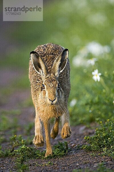 Europäischer Feldhase (Lepus europaeus)  erwachsen  läuft auf einem Feldweg  Grafschaft Durham  England  Juni