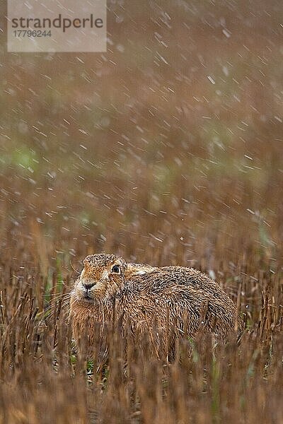 Europäischer Feldhase (Lepus europaeus) adult  bei Schneefall im Stoppelfeld liegend  Norfolk  England  Winter