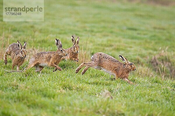 Feldhase (Lepus europaeus) vier Erwachsene  rennend  drei Männchen jagen ein Weibchen im Feld  Suffolk  England  Marsch