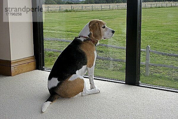 Beagle schaut aus Fenster  England  Großbritannien  Europa