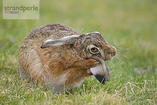 Feldhase (Lepus europaeus)  erwachsener Rüde  Ohrpflege mit Vorderpfoten  Suffolk  England  Februar