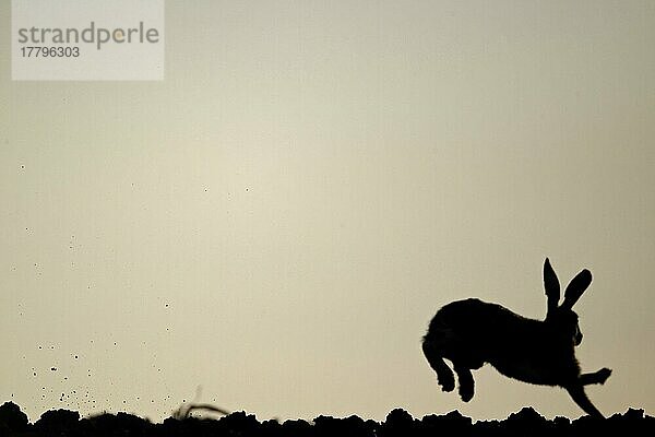 Feldhase  Feldhasen (Lepus europaeus)  Hasen  Nagetiere  Säugetiere  Tiere  European Hare adult  running in field  Silhouette at dusk  Midlands  England  may