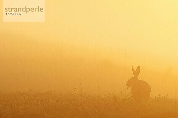 Europäischer Feldhase (Lepus europaeus) adult  fressend  Silhouette bei Sonnenaufgang  North Kent Marshes  Isle of Sheppey  Kent  England  Mai