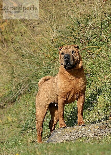 Haushund  Shar Pei  erwachsene Hündin  stehend