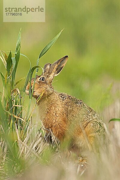 Feldhase (Lepus europaeus) erwachsen  Fütterung im stillgelegten Stoppelfeld  Norfolk  England  Juni  Stoppelfeld