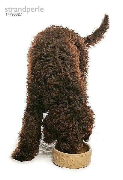 Mischlingshund  Labradoodle  Junghündin trinkt aus Keramiknapf  Wassernapf  Napf