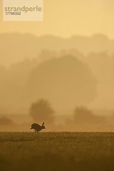 Europäischer Feldhase (Lepus europaeus)  erwachsen  rennt an einem nebligen Morgen im Freiland  Silhouette bei Sonnenaufgang  Tamworth  Staffordshire  England  August