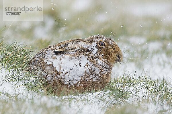 Feldhase (Lepus europaeus) erwachsen  ruht sich bei Schneefall im Grasfeld aus  Suffolk  England  März