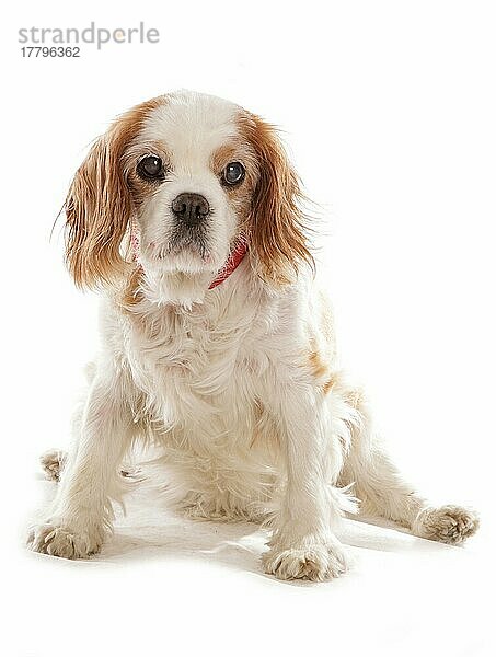 Cavalier-King-Charles-Spaniel  Blenheim  alte Hündin  blind  alter Hund
