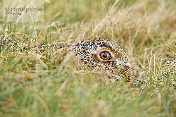 Feldhase (Lepus europaeus) erwachsen  Nahaufnahme des Kopfes  in Form ruhend im Grasfeld  Suffolk  England  Februar