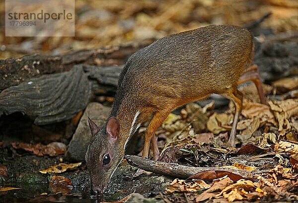 Kleinkantschil  Klein-Kantschil  Kleinkantschils  Trughirsch  Trughirsche  Huftiere  Paarhufer (Tragulus kanchil)  Säugetiere  Tiere  Lesser Mouse-deer adult male  drinking from forest pool  Kaeng Krachan N. P. Thailand  february