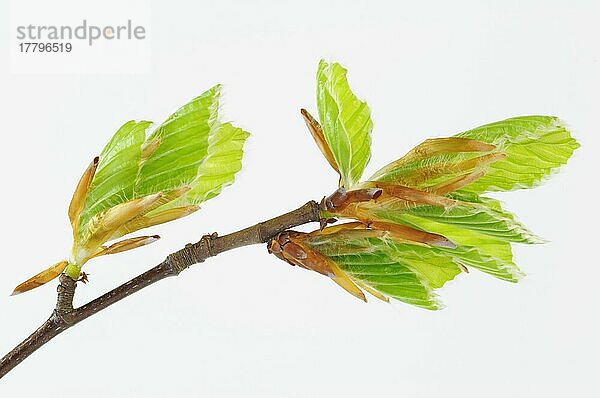 Rotbuche (Fagus sylvatica)  austreibende Blätter  Buche