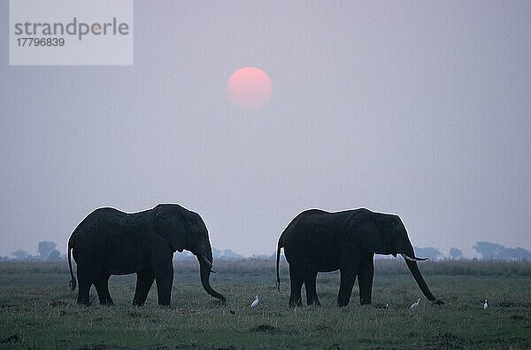 African Elephants at dusk  Chobe national park  Botswana nische Elefanten (Loxodonta africana) in der Abenddämmerung  Chobe-Nationalpark  Botswana  Afrika