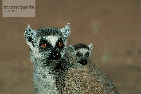 Ring-tailed Lemurs  female with young  Berenty  Madagascar  Kattas (Lemur catta)  Weibchen mit Jungtier (Afrika) (Säugetiere) (mammals) (animals) (Halbaffen) (Primaten) (primates) (lemurs) (weiblich) (außen) (outdoor) (Porträt) (portrait) (Querformat) (horizontal) (adult) (Mutter & Kind) (mother & baby) (zwei) (two) (transportation)  Madagaskar  Afrika