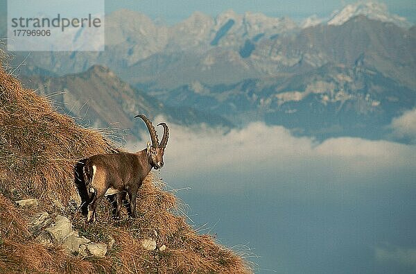 Alpensteinbock (Capra ibex)  männlich  Alpen  Seite  Schweiz  Europa