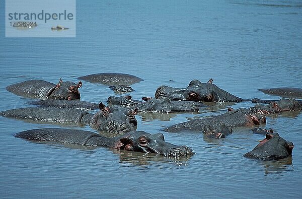 Flusspferd (Hippopotamus amphibius)  Serengeti-Nationalpark  Tansania  Afrika