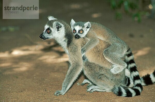 Ringelschwanz Lemuren (Lemur catta)  Weibchen mit Jungtier  Berenty  Madagaskar  Afrika