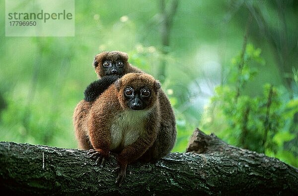 Red-bellied Lemur with young  Rotbauchmaki (Eulemur rubriventer) mit Jungtier (Afrika) (Madagaskar) (Madagascar) (Säugetiere) (mammals) (animals) (Halbaffen) (Primaten) (lemurs) (primates) (außen) (outdoor) (Ast) (frontal) (head-on) (von vorne) (Querformat) (horizontal) (adult) (sitzen) (sitting) (Mutter & Kind) (mother & baby) (zwei) (two) (transportation)