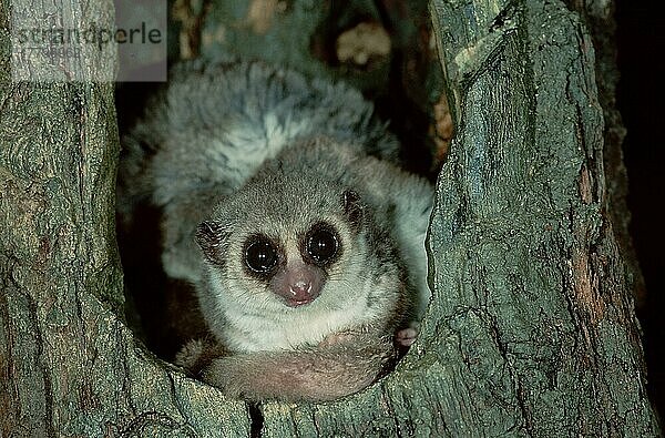 Lesser Dwarf Lemur  Fat-tailed  Säugetiere  mammals  animals  Halbaffen  Primaten  lemurs  primates  frontal  head-on  von vorne  Querformat  horizontal  adult  Blickkontakt  eye-contact  Berenty  Madagascar  Mittlerer Katzenmaki (Cheirogaleus medius)  Madagaskar  Afrika