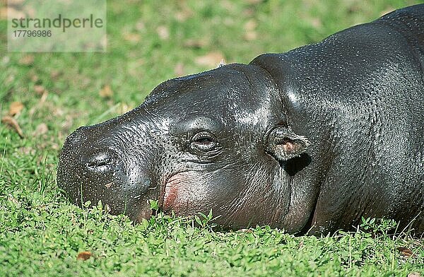 Pygmy Hippopotamus (Choeropis liberiensis)  Zwergflusspferd (Hexaprotodon liberiensis) (Afrika) (Säugetiere) (mammals) (Huftiere) (Paarhufer) (cloven-hoofed animals) (außen) (outdoor) (Porträt) (portrait) (seitlich) (side) (Querformat) (horizontal) (adult) (Entspannung) (relaxing) (schlafen) (sleeping)