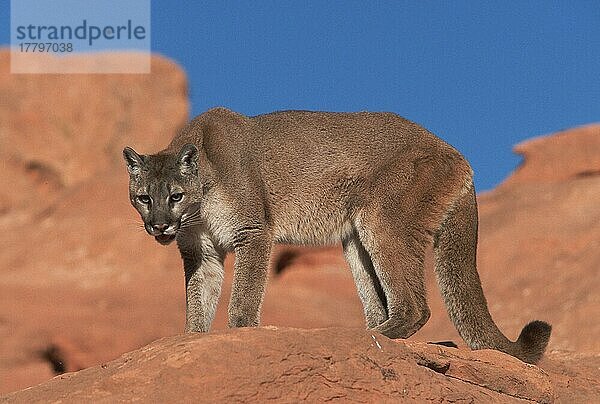 Puma (Felis concolor)  gefährlich