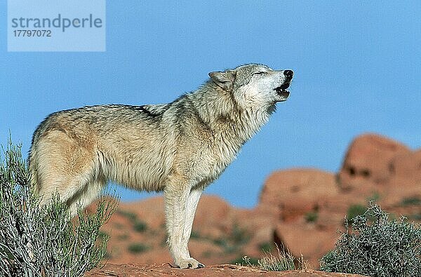Wolf (Canis lupus)  seitlich