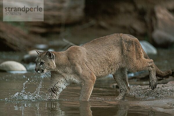 Puma (Felis concolor)