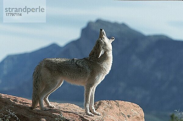 Kojote (Canis latrans)  Utah  Seite  USA  Nordamerika