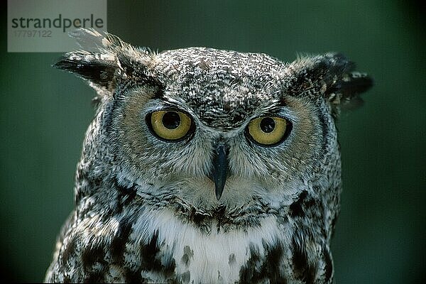 Whiskered Screech Owl  Arizona  USA (Otus trichopsis)  Fleckeneule  Amerika  america  Tiere  animals  Vogel  Vögel  birds  Eulen  owls  außen  outdoor  Kopf  head  frontal  head-on  von vorne  Porträt  portrait  Querformat  horizontal  adult