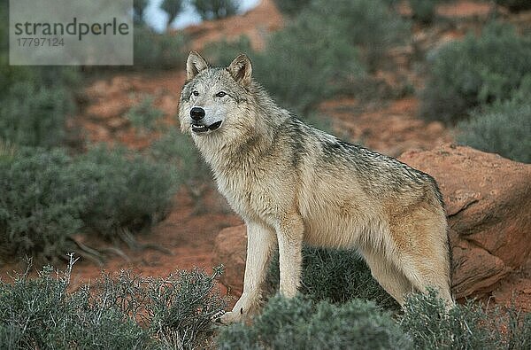 Wolf (Canis lupus)  Seite