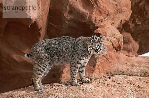 Bobkatze (Lynx rufus)  Seite
