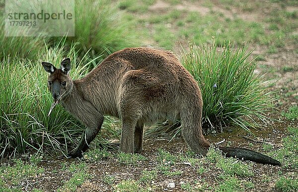 Känguruinsel-Känguru (Macropus fuliginosus fuliginosus)