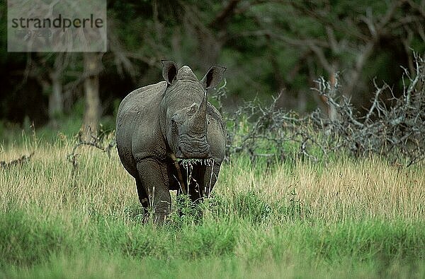 Wide-mouthed Rhinoceros  Mkuzi Game Reserve  South Africa  Breitmaulnashorn (Ceratotherium simum)  Mkuzi Wildreservat  Südafrika  Säugetiere  mammals  Huftiere  hoofed animals  Unpaarhufer  außen  outdoor  frontal  head-on  von vorne  Querformat  horizontal  Wiese  meadow  adult  stehen  standing