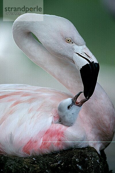 Chilenischer Flamingo (Phoenicopterus chilensis) beim Füttern des Kükens  1 Woche alt