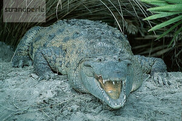 Amerikanisches Krokodil (Crocodylus acutus)  Florida  gefährlich  USA  Nordamerika