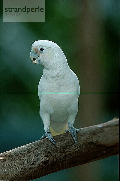 Goffin's Cockatoo (Cacatua goffini)  Goffinkakadu  Südostasien  southeast_asia  Tiere  animals  Vogel  Vögel  birds  Papageien  parrots  außen  outdoor  Ast  weiß  white  adult  sitzen  sitting  frontal  head-on  von vorne