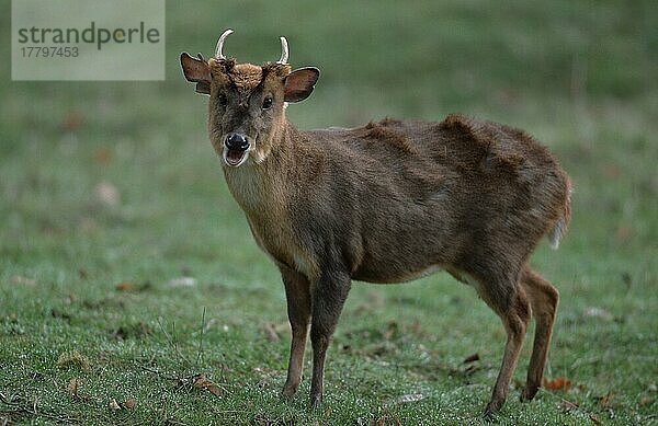 Chinese Muntjak  male (Muntiacus muntjak reevesi)  Chinesischer Muntjak  männlich  Reeve's Muntjak  seitlich  side