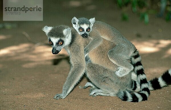 Ring-tailed Lemurs  female with young  Berenty  Madagascar  Kattas (Lemur catta)  Weibchen mit Jungtier  Berenty  Madagaskar  Afrika