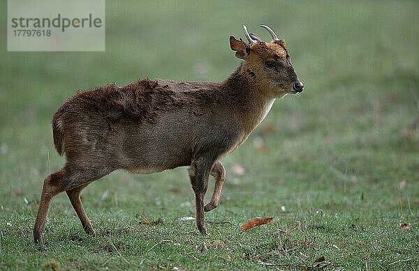 Chinese Muntjak  male (Muntiacus muntjak reevesi)  Chinesischer Muntjak  männlich  Reeve's Muntjak  seitlich  side