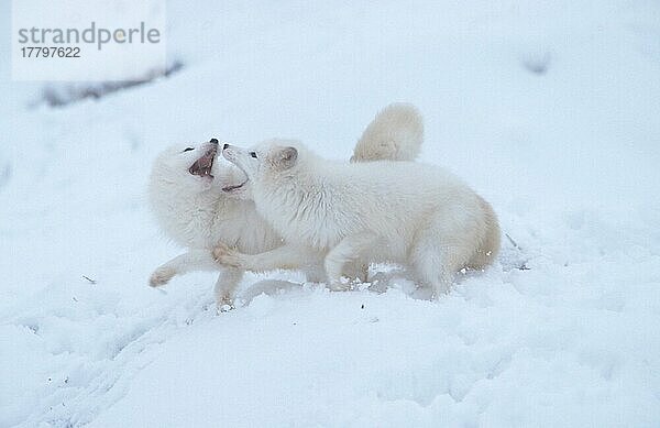 Polarfüchse (Alopex lagopus) (Vulpes lagopus)  Paar  zusammen spielend  Seite
