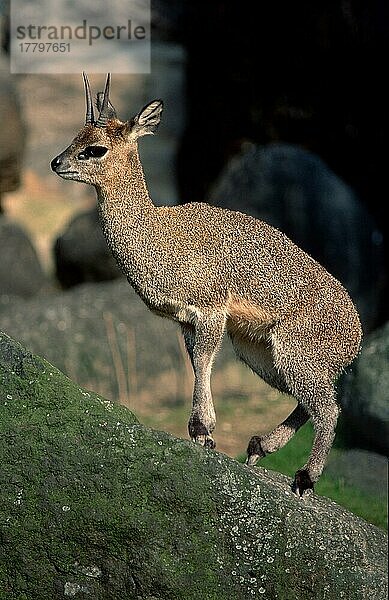 Klipspringer  Klippspringer (Oreotragus oreotragus)  seitlich  side